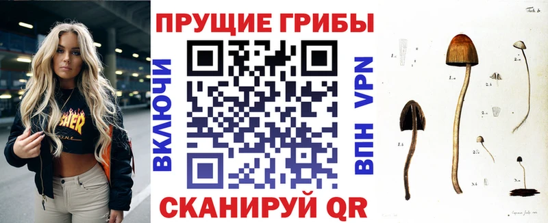 Псилоцибиновые грибы Psilocybine cubensis  Брянск 